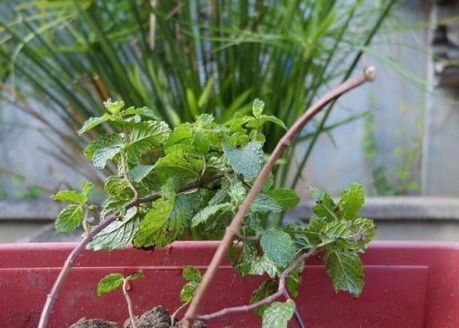 九月養薄荷，避開這「三怕」，猛竄側芽瘋長葉，清香宜人一整年