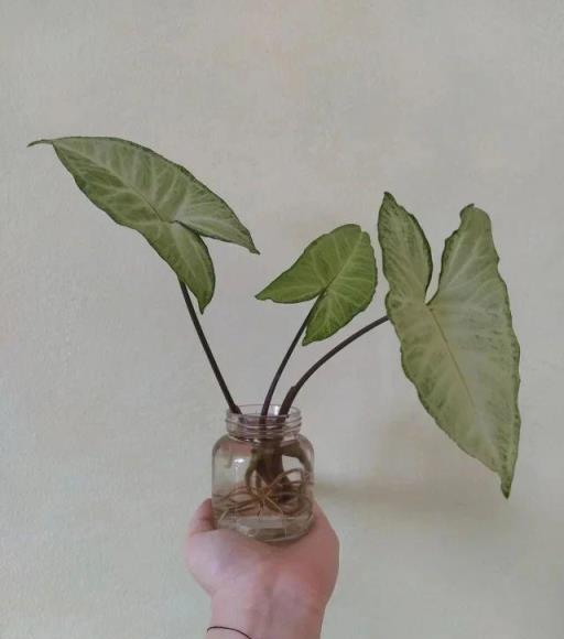 衛生間裡少不了8種植物，水培土培都可以，陰涼潮溼處容易養好