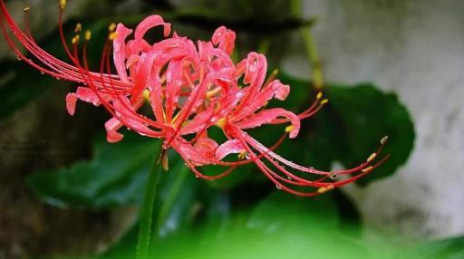 彼岸花：花開不見葉，葉出不見花，生生相錯