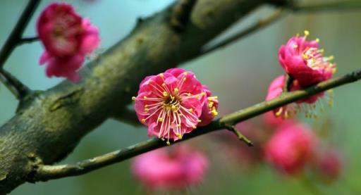 秋天養「七種花」，別修剪，否則來年只見枝葉不見花