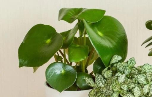 衛生間裡少不了8種植物，水培土培都可以，陰涼潮溼處容易養好