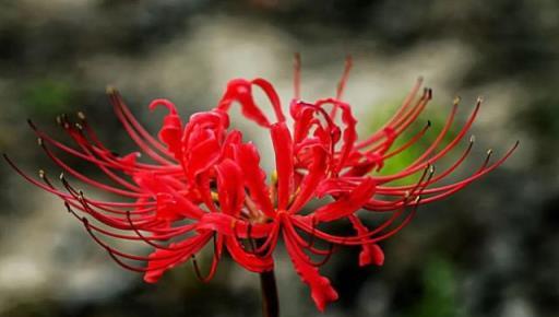 彼岸花：花開不見葉，葉出不見花，生生相錯