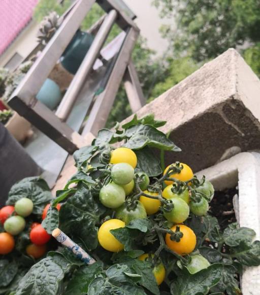 矮生小番茄，陽臺盆栽「新寵」，好養易打理，既能觀賞，又能食用