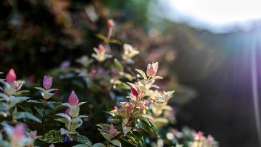 害怕冬天陽臺空蕩蕩，就養「葉子花」，耐寒又漂亮