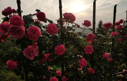 7種小型藤本植物，能在陽臺上養，花量巨大，花期長，陽臺變花園