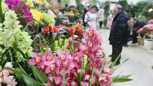 年宵花提前準備！這幾種現在種，春節開花剛剛好