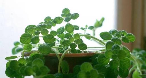 3種特別芳香的「植物」，適合養室內，枝葉旺盛香氣飄飄