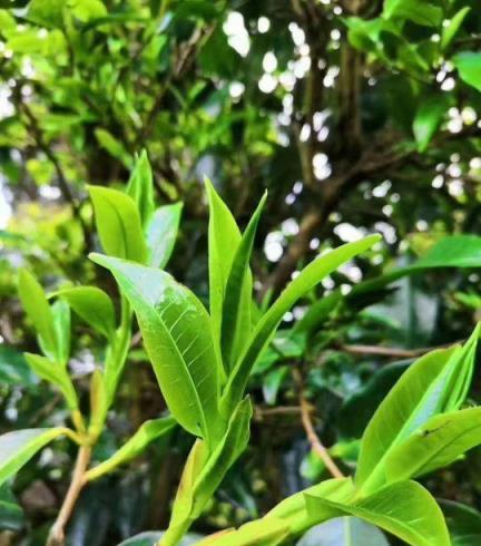 [蘭馨園藝說養花]：花卉的繁殖方法有哪些