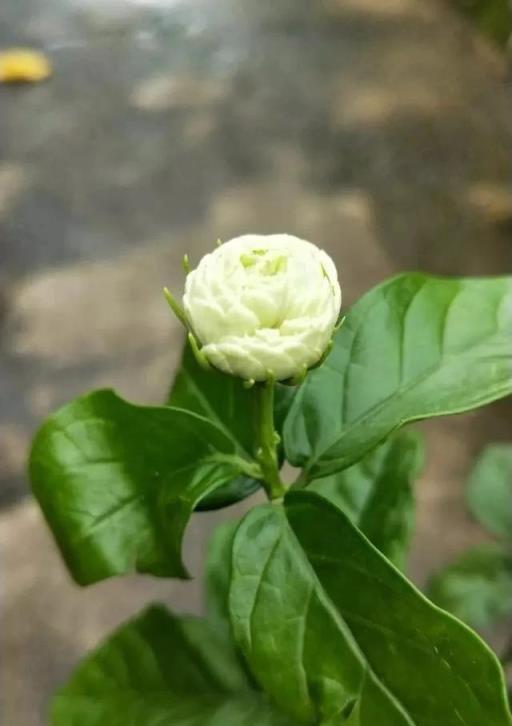 買來的茉莉花怎麼養才能避免掉蕾，如何讓它養成多年開花的盆栽？