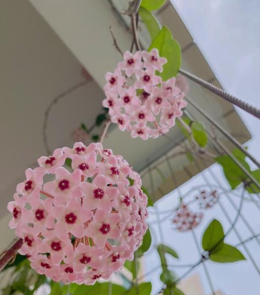 7種小型藤本植物，能在陽臺上養，花量巨大，花期長，陽臺變花園