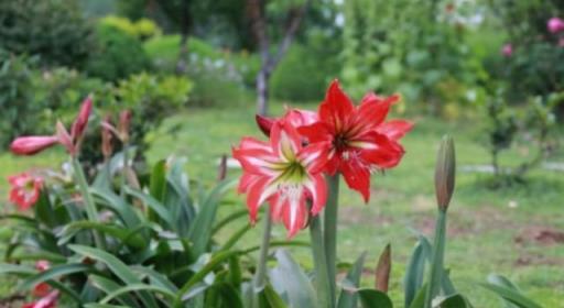 養朱頂紅的「小竅門」，一年球根大一倍，生無數小球，冬季就開花