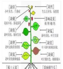 全面瞭解，有機肥料的型別、作用及施用技巧