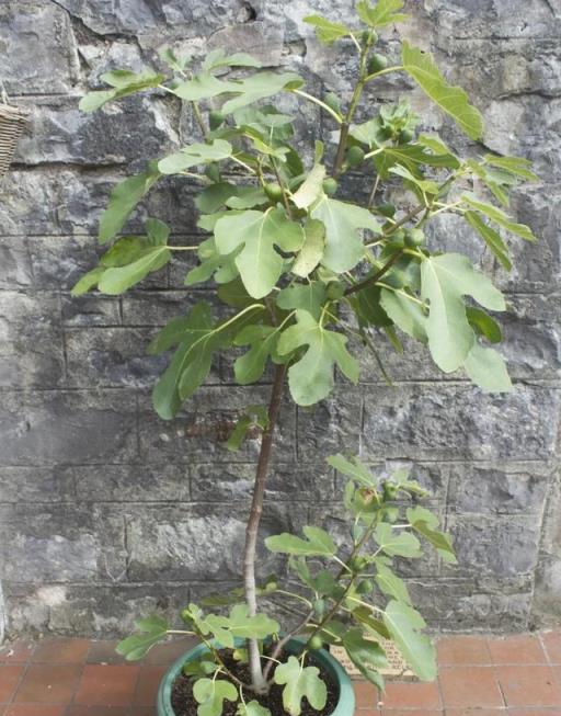 陽臺盆栽水果大搜羅，可以養在花盆裡的水果，附新手養護全指南