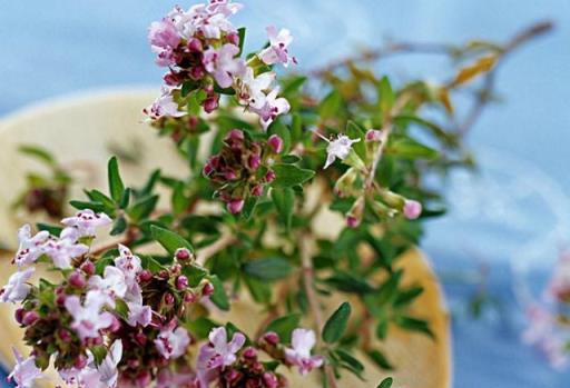 3種特別芳香的「植物」，適合養室內，枝葉旺盛香氣飄飄