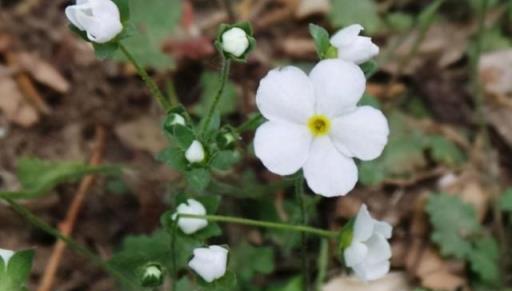 農村常見的8種野花，一起認識下吧