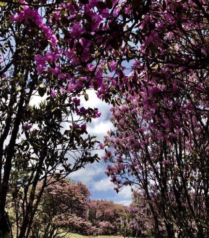 [蘭馨園藝說養花]：怎樣栽培杜鵑花