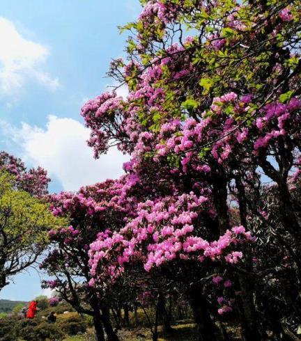 [蘭馨園藝說養花]：怎樣栽培杜鵑花