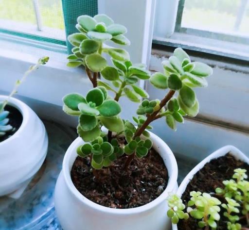 3種特別芳香的「植物」，適合養室內，枝葉旺盛香氣飄飄