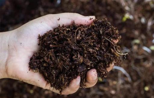 教新手施肥並不難，植物花卉施肥全指南，讓你買肥料不再蒙圈