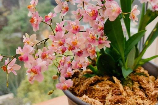 養「文心蘭」，越晒開花越多，味道很好聞，花多又好看