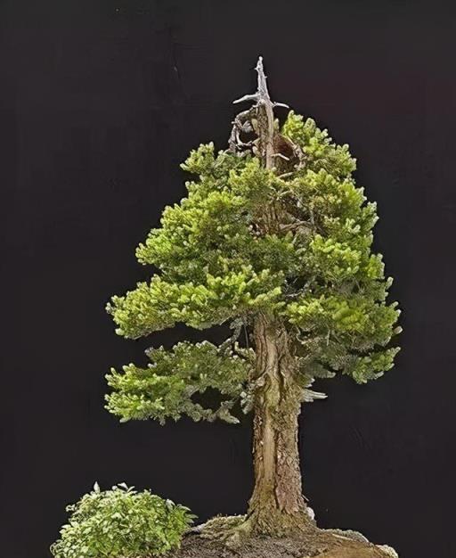 塑造綠色藝術,輕鬆掌握盆景創作技巧-imomo植物識別