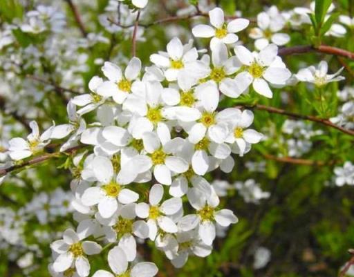 兩種「耐寒花卉」，冬季可室外過冬，不怕冷，開花多