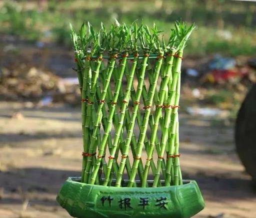 5種「吉祥竹」，家裡養幾盆，清雅又大方，添福又添吉