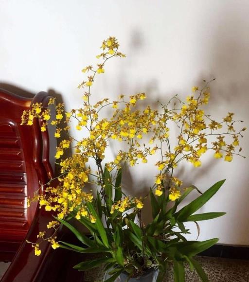 養「文心蘭」，越晒開花越多，味道很好聞，花多又好看