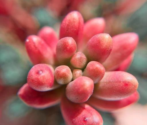 冬天養多肉植物，有5怕，避開了，各個養成「彩虹糖」