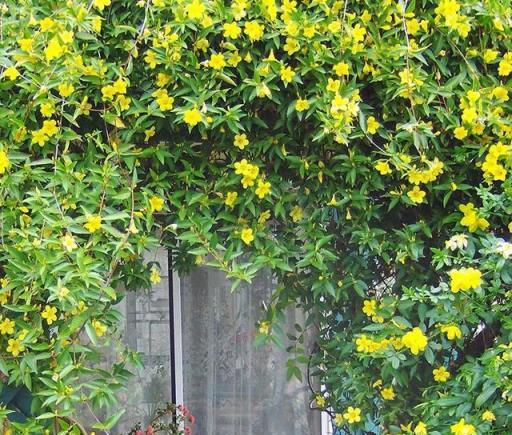 家裡養盆法國香水花，一年能開200天，清香怡人，比香水還好聞