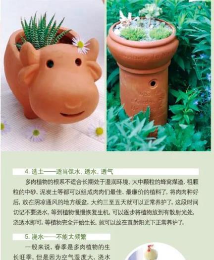 多肉植物養護手冊，貼心指南