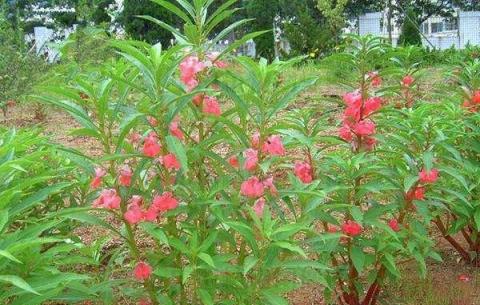 鳳仙花是一種什麼樣的植物