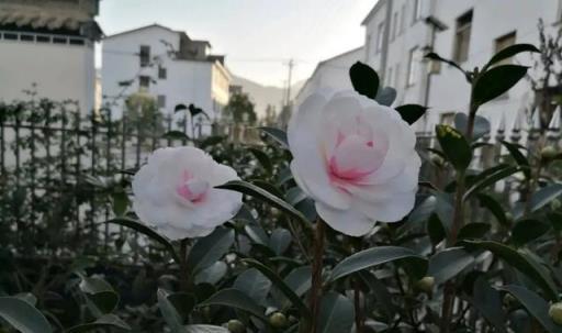 香蕉皮、橘子皮養花好處多，使用方法有差別，快快收入囊中