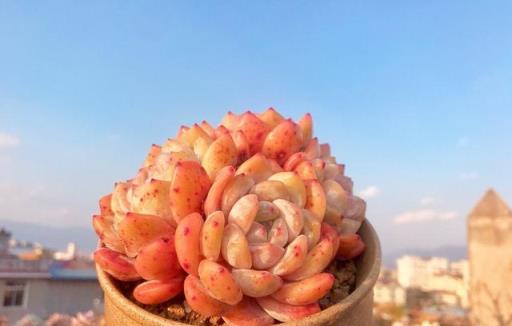 冬天養多肉植物，有5怕，避開了，各個養成「彩虹糖」