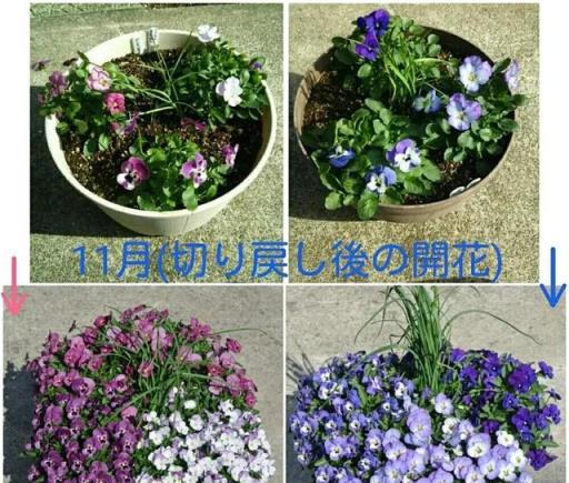 爆盆神器小兔子角堇，花開大半年，精緻小巧