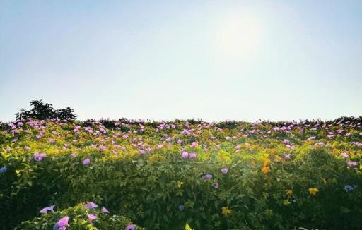 容易「氾濫」的5種花，適合盆栽，地栽容易變成院子裡的「霸主」