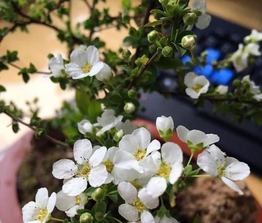 兩種「耐寒花卉」，冬季可室外過冬，不怕冷，開花多