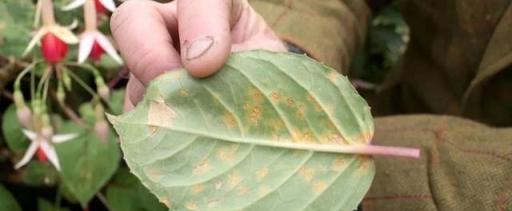 植物感染鏽病的潮溼環境，很容易預防，輕鬆就能清除