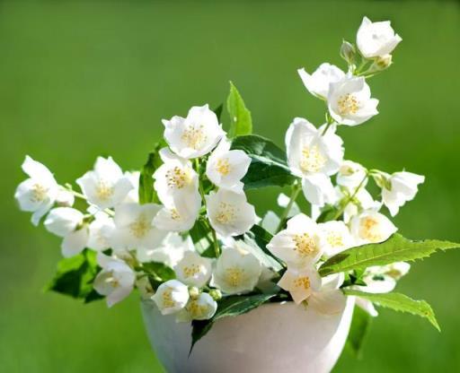 天姿婷立舞輕沙，十里濃香沁萬家。香花之首《茉莉》培養指南