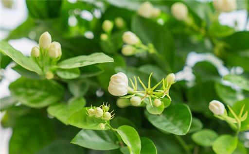 冬季養護茉莉花祕訣，關注這三個關鍵點，促進根系健康，葉片濃綠，花朵繁盛