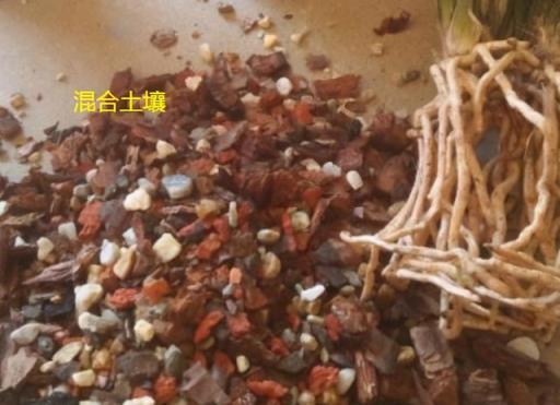 蘭花易消苞，給它喂「三種水」，促春化催花芽，獨苗綻放層疊群蘭