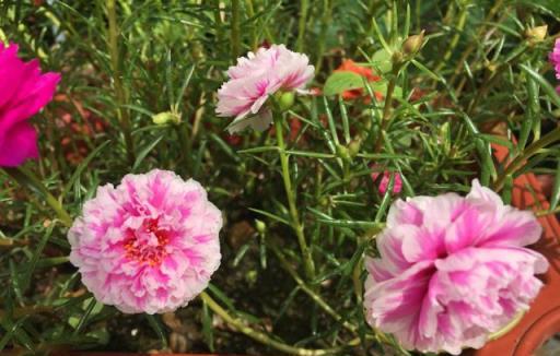 「重瓣太陽花」過冬，用一「方法」，來年又開花，五顏六色