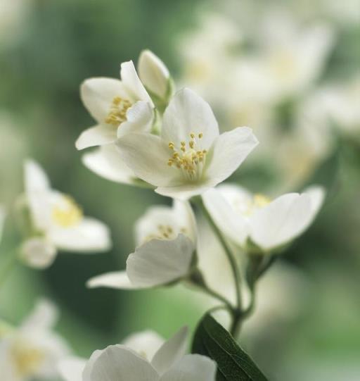 天姿婷立舞輕沙，十里濃香沁萬家。香花之首《茉莉》培養指南