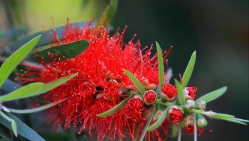 這「三種花」是除菌小能手，「寓意好」又皮實，提高免疫少生病