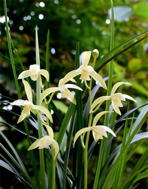 這「三種花」是除菌小能手，「寓意好」又皮實，提高免疫少生病