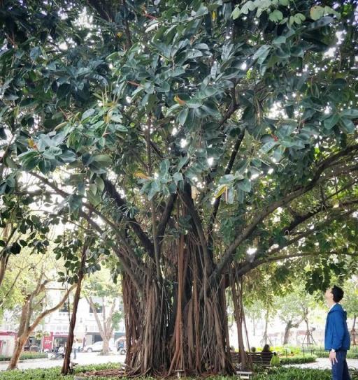 橡皮樹養了10多年也不開花，不要太驚訝，它真會開花結果