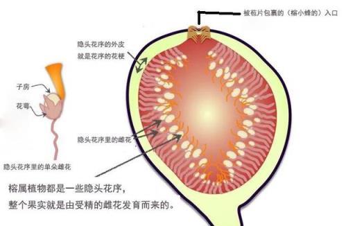 橡皮樹養了10多年也不開花，不要太驚訝，它真會開花結果