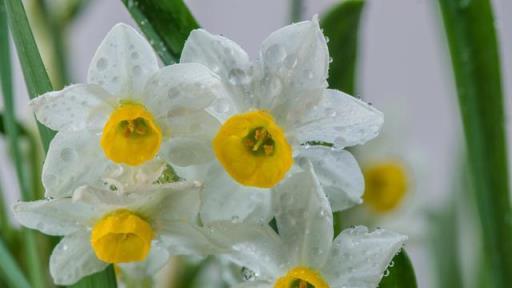 冬至種水仙花，5點做好後，春節開花又香又鮮豔