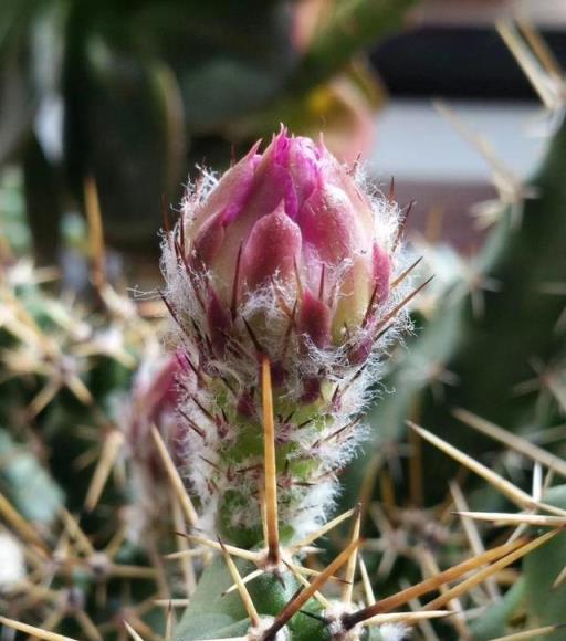 花開仙人球，此時最美麗