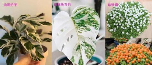 新手可「入坑」的便宜、好看且清新的網紅植物，詳細養護指南附上